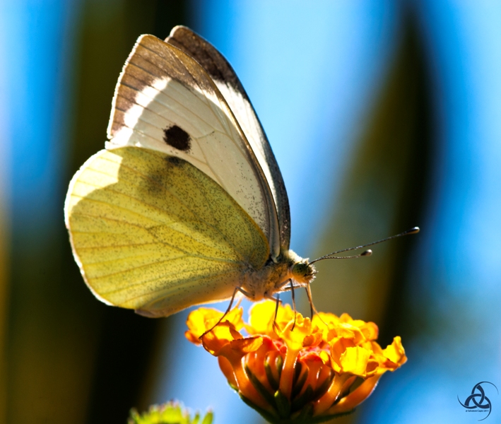 Pieris rapae o mannii ?